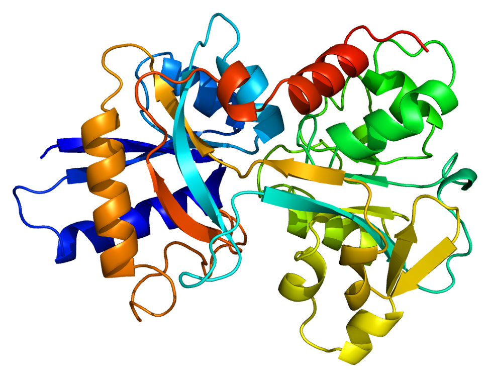 Le proteine fanno crescere i muscoli?