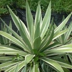 Succo d’agave come alternativa al saccarosio